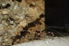 Sprzedam krewetke boksujaca :-)