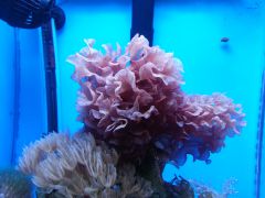 Kallymenia reniformis