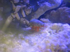 Krabik pustelnik -  Ciliopagurus strigatus