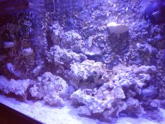 Akwarium dwa miesiaca