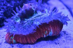 Trahyphyllia