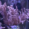 pseudogorgonia
