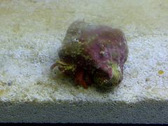 Leicester 20131115 00404