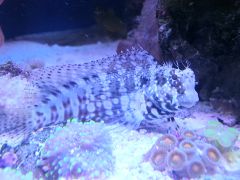 najlepsza kosiarka :-)