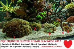WOŚP 2017