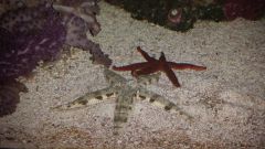 Rozgwiazdy na spacerze