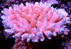 acropora