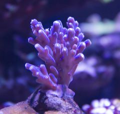 acropora S