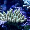 millepora S