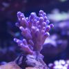 acropora S