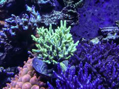 Caroliniana 13.02.15