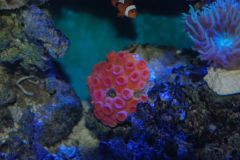 s0.zmniejszacz.pl DSC 0909 zmniejszacz Pl 435645