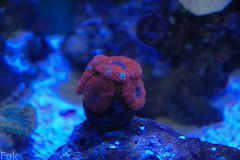 s0.zmniejszacz.pl DSC 0854 zmniejszacz Pl 427454