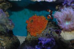 s0.zmniejszacz.pl DSC 0936 zmniejszacz Pl 555438