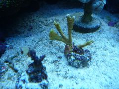 montipora