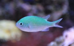 chromis
