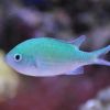 chromis