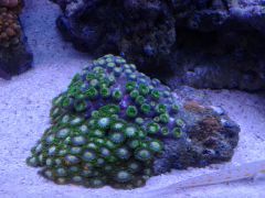 rico plus Zoa