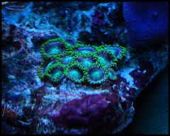 Zoa
