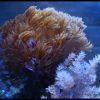 tubipora1