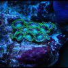 Zoa