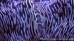 morskie 2013 12 15 10