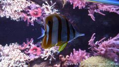 morskie 2013 12 15 06