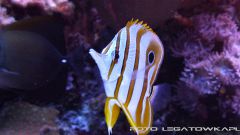 morskie 2013 12 15 07