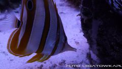 morskie 2013 12 15 09