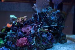 Lysmata amboinensis 2