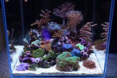 pico reef 16 weeks