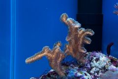 Seriatopora caliendrum