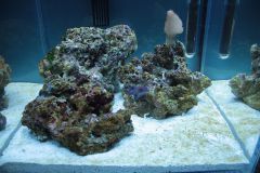 Pierwsze glony w akwarium