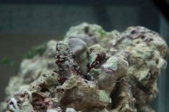 Zycie przywiezione ze skałą 2