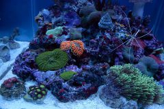 rhodactis & ricordea