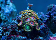Zoa