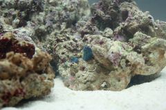 Zycie przywiezione ze skałą 1