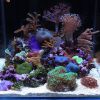 pico reef 16 weeks