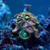 Zoa