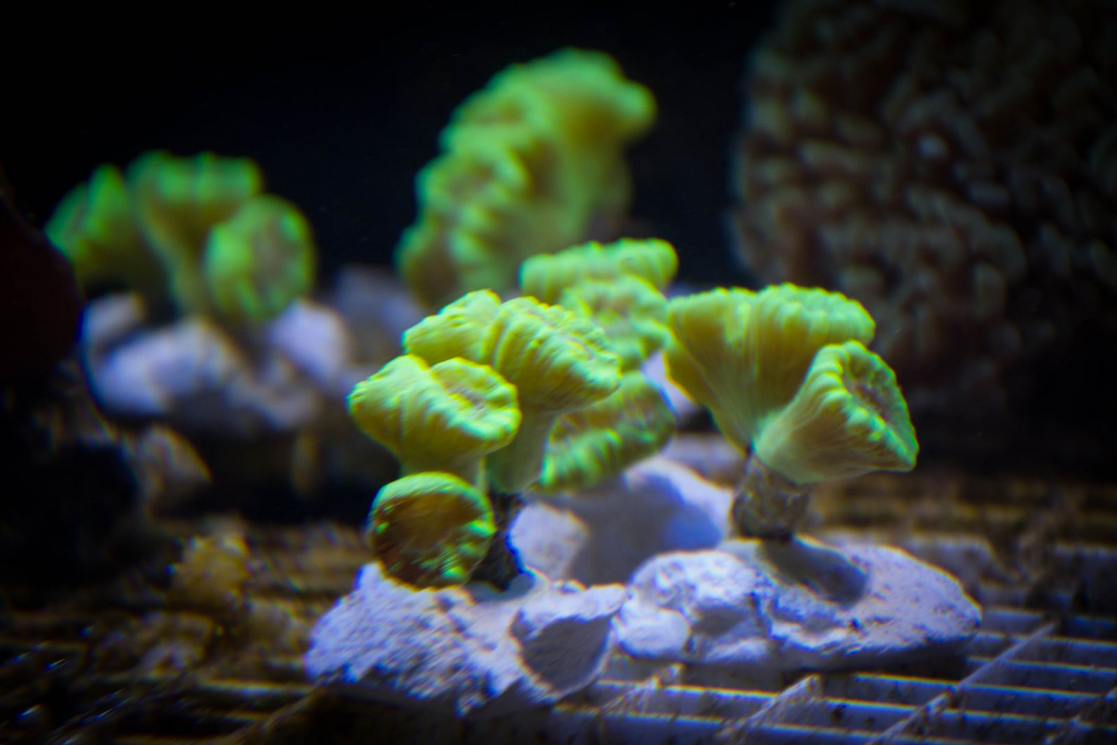 korale 
