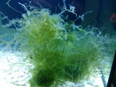 caulerpa racemosa2 (1)