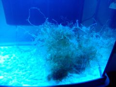 caulerpa racemosa2 (2)