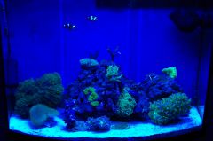 Pół roku - niebieskie