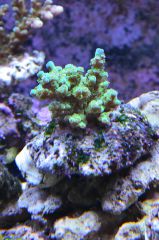 Acropora