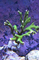 Montipora zielona