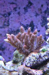 Acropora Milleopora