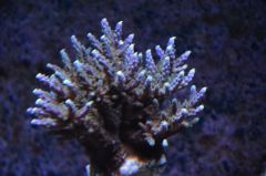 Acropora#3