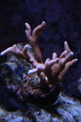 Montipora różowa