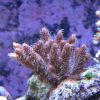 Acropora Milleopora