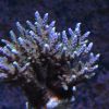 Acropora#3